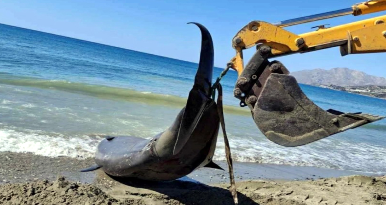 akdenizde dev balinalar turistik adanin kiyilarina vurdu hjELUOSW