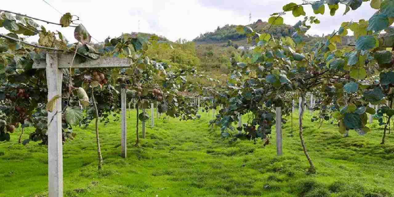 4 bin ton rekolte bekleniyor kilogram fiyati belli oldu pbkAsexk.jpg