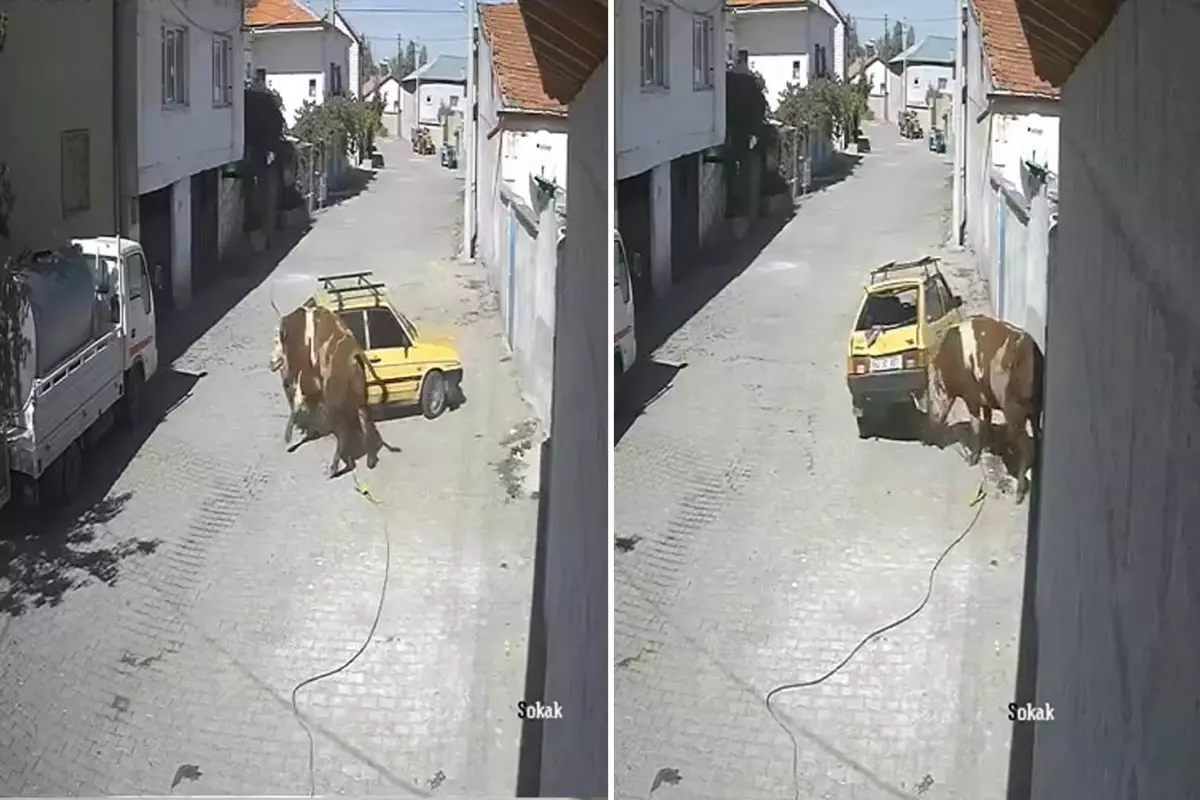 ahirdan kacan ofkeli boga hirsini arabadan cikardi c3GbaGIA.jpg