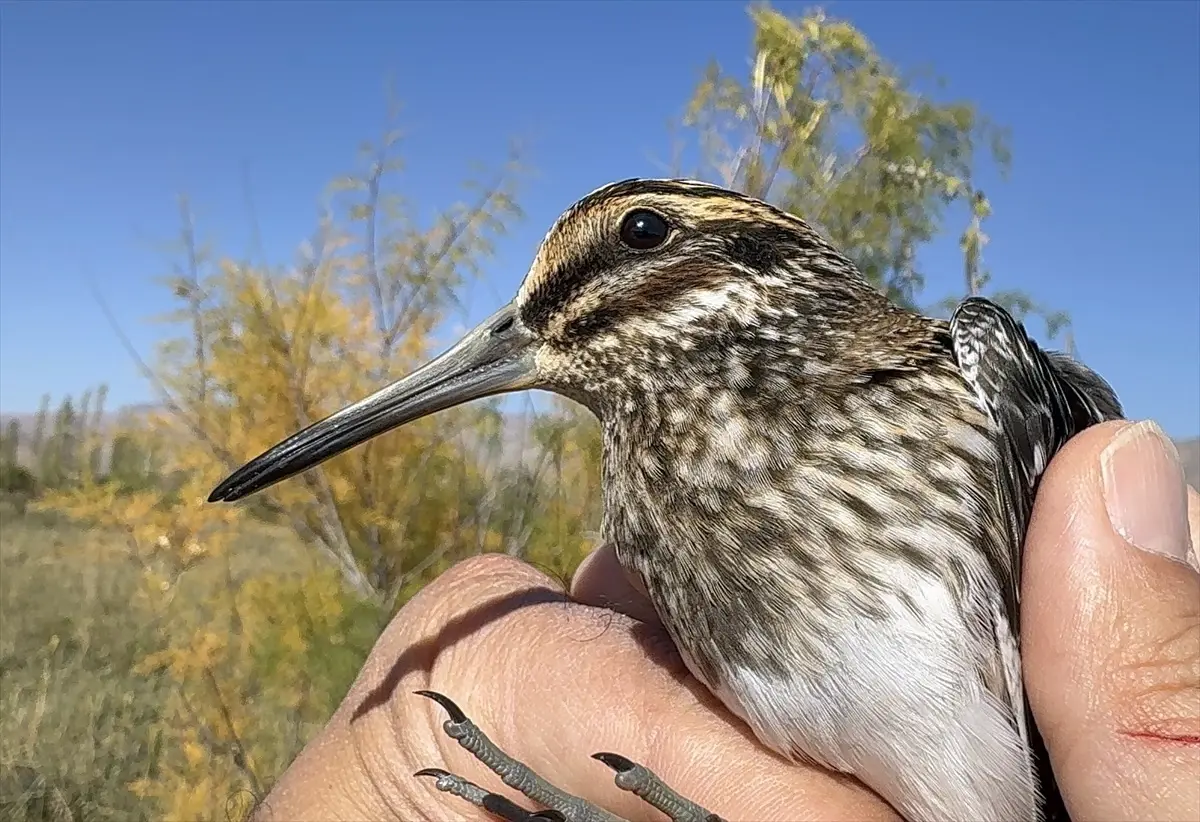 nadir kus kucuk sucullugu igdirda halkalandi PJOQP8xr.jpg