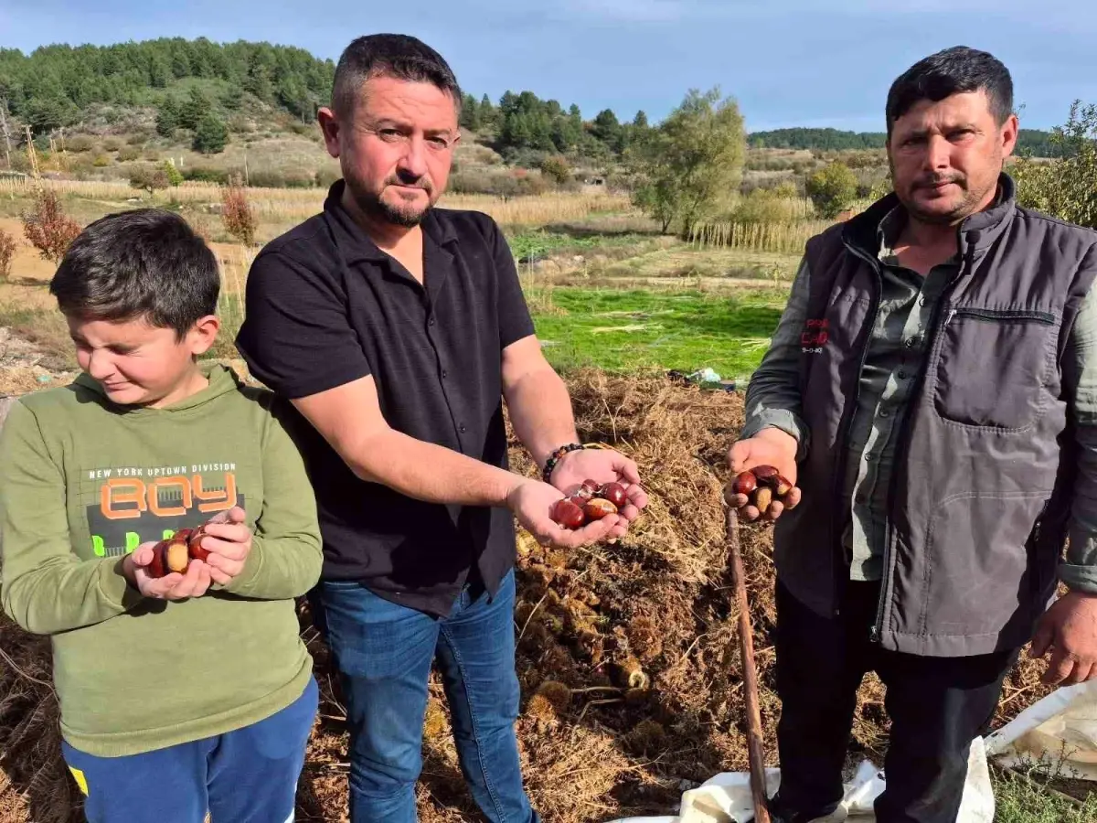 buldanda kestane hasadi basladi X1bKmhYQ.jpg