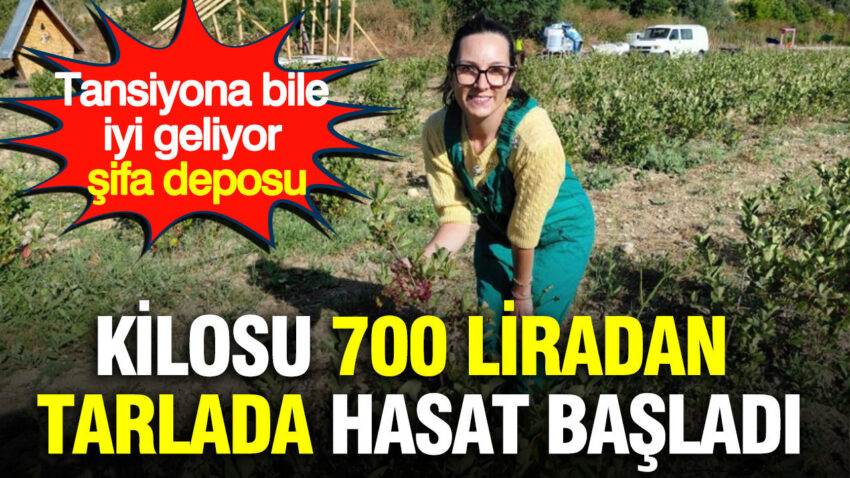 Kilosu 700 liradan tarlada hasat basladi tansiyona bile iyi geliyor sifa deposu ksWn6nwG